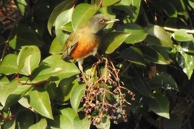 2025年1月28日の野鳥公園 : 東京港野鳥公園 レンジャーブログ