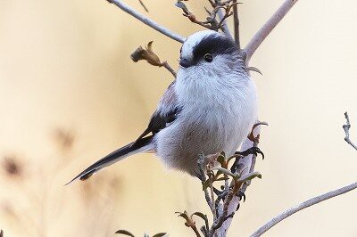 2025年2月26日の野鳥公園 : 東京港野鳥公園 レンジャーブログ