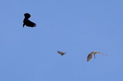 2025年10月12日の野鳥公園 : 東京港野鳥公園 レンジャーブログ