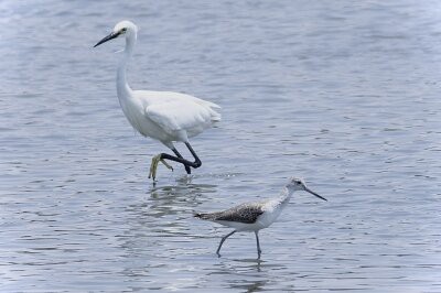 2026年6月12日の野鳥公園 : 東京港野鳥公園 レンジャーブログ