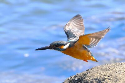 2026年3月8日の野鳥公園 : 東京港野鳥公園 レンジャーブログ