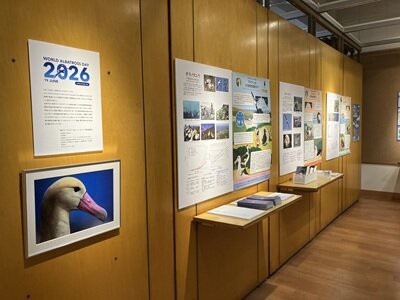 海鳥の企画展示を開催！ : 東京港野鳥公園 レンジャーブログ
