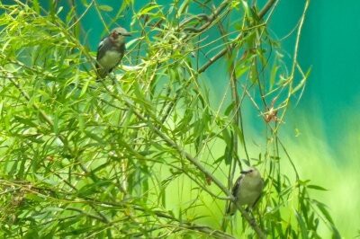 2025年7月の野鳥予報 : 東京港野鳥公園 レンジャーブログ