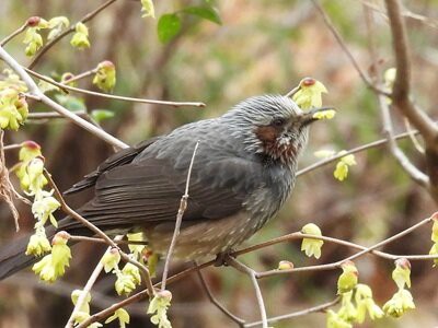 2026年3月6日の野鳥公園 : 東京港野鳥公園 レンジャーブログ