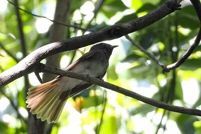 2024年9月10日の野鳥公園 : 東京港野鳥公園 レンジャーブログ