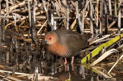 2026年1月14日の野鳥公園 : 東京港野鳥公園 レンジャーブログ