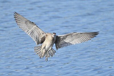 2026年5月12日の野鳥公園 : 東京港野鳥公園 レンジャーブログ