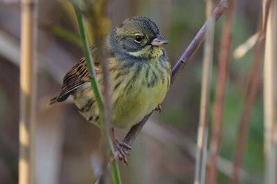 2024年1月12日の野鳥公園 : 東京港野鳥公園 レンジャーブログ