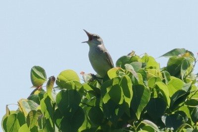 2026年5月30日の野鳥公園 : 東京港野鳥公園 レンジャーブログ