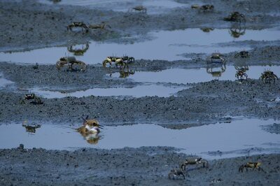 2025年8月6日の野鳥公園 : 東京港野鳥公園 レンジャーブログ