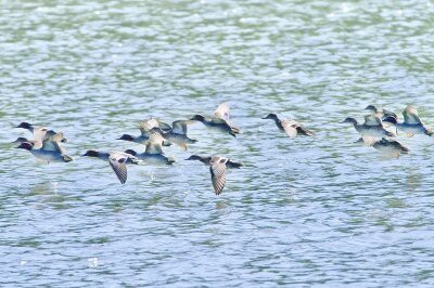 2026年4月16日の野鳥公園 : 東京港野鳥公園 レンジャーブログ