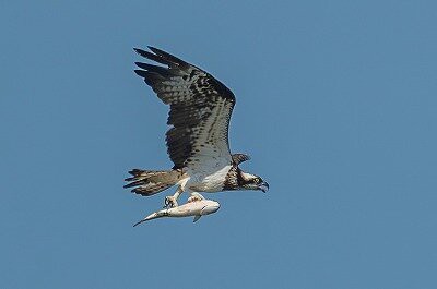 2025年8月20日の野鳥公園 : 東京港野鳥公園 レンジャーブログ