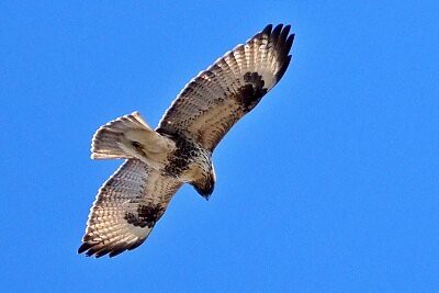2026年1月18日の野鳥公園 : 東京港野鳥公園 レンジャーブログ