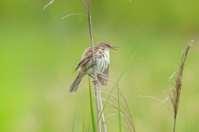 2026年6月7日の野鳥公園 : 東京港野鳥公園 レンジャーブログ