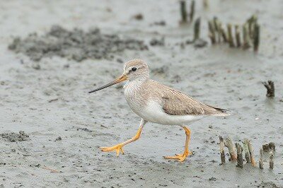 2025年9月15日の野鳥公園 : 東京港野鳥公園 レンジャーブログ
