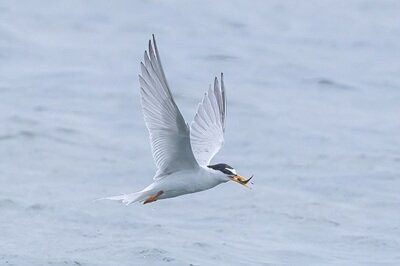 でこいページ 締切ました】コアジサシのデコイ補修 : 東京港野鳥公園 レンジャーブログ