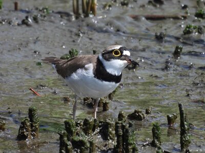 2026年4月22日の野鳥公園 : 東京港野鳥公園 レンジャーブログ