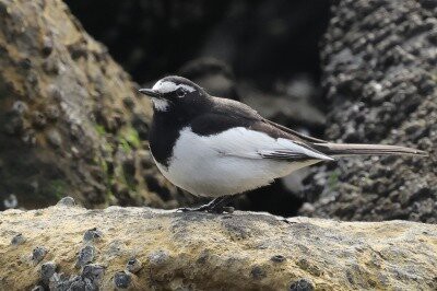 2025年12月19日の野鳥公園 : 東京港野鳥公園 レンジャーブログ