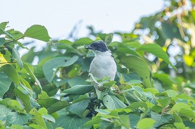 2025年10月17日の野鳥公園 : 東京港野鳥公園 レンジャーブログ