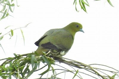 阿呆鳥様、専用ページ 2026年6月7日の野鳥公園 : 東京港野鳥公園 レンジャーブログ
