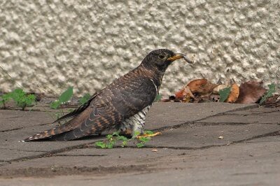 2025年10月10日の野鳥公園 : 東京港野鳥公園 レンジャーブログ