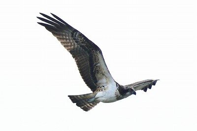 2024年11月10日の野鳥公園 : 東京港野鳥公園 レンジャーブログ