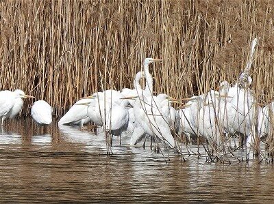 22年2月24日の野鳥公園 休園中 東京港野鳥公園 レンジャーブログ