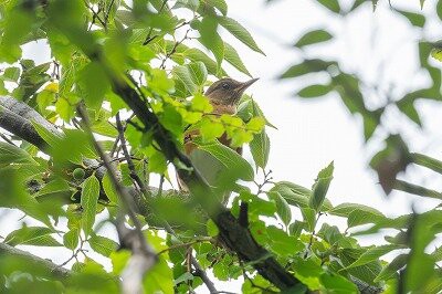 2025年10月21日の野鳥公園 : 東京港野鳥公園 レンジャーブログ