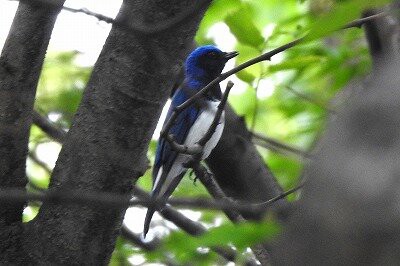 2026年5月9日の野鳥公園 : 東京港野鳥公園 レンジャーブログ
