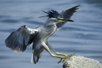 2025年8月8日の野鳥公園 : 東京港野鳥公園 レンジャーブログ