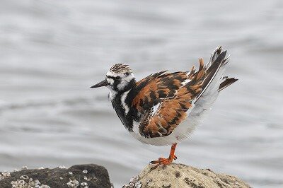 2025年5月24日の野鳥公園 : 東京港野鳥公園 レンジャーブログ