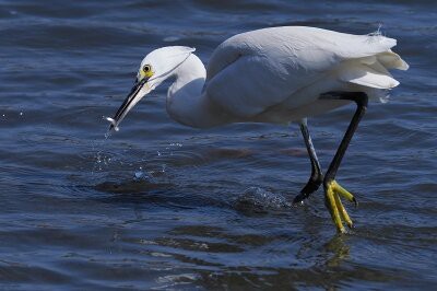 2026年3月21日の野鳥公園 : 東京港野鳥公園 レンジャーブログ