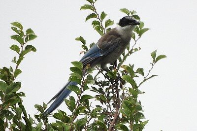 2025年8月7日の野鳥公園 : 東京港野鳥公園 レンジャーブログ