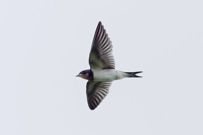 2026年7月12日の野鳥公園 : 東京港野鳥公園 レンジャーブログ
