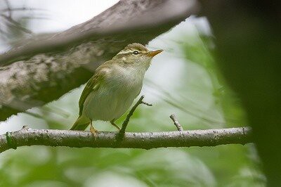 2026年4月23日の野鳥公園 : 東京港野鳥公園 レンジャーブログ