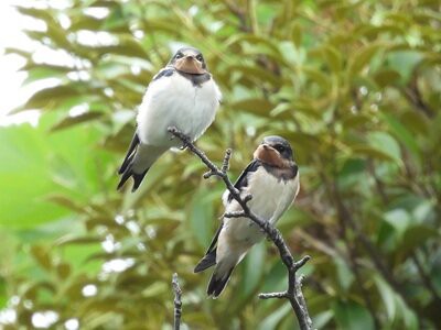2026年5月31日の野鳥公園 : 東京港野鳥公園 レンジャーブログ