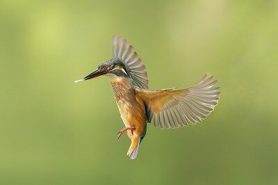 2025年9月11日の野鳥公園 : 東京港野鳥公園 レンジャーブログ