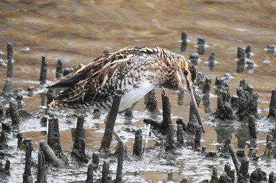 2026年3月10日の野鳥公園 : 東京港野鳥公園 レンジャーブログ