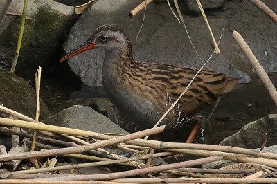 2024年11月10日の野鳥公園 : 東京港野鳥公園 レンジャーブログ