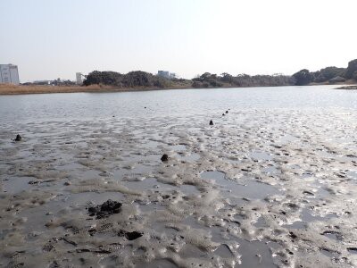 潮入りの池に杭を追加しました : 東京港野鳥公園 レンジャーブログ
