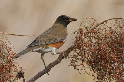2025年12月19日の野鳥公園 : 東京港野鳥公園 レンジャーブログ