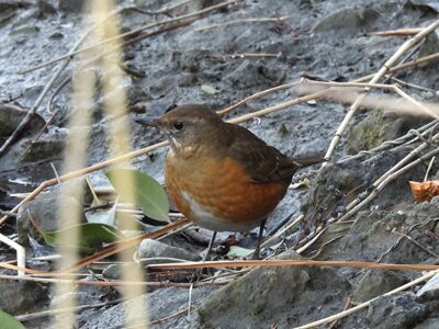 2026年1月15日の野鳥公園 : 東京港野鳥公園 レンジャーブログ