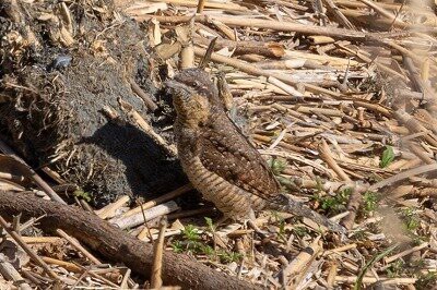 2026年2月19日の野鳥公園 : 東京港野鳥公園 レンジャーブログ