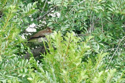 2026年7月5日の野鳥公園 : 東京港野鳥公園 レンジャーブログ