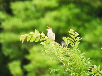 2026年6月6日の野鳥公園 : 東京港野鳥公園 レンジャーブログ
