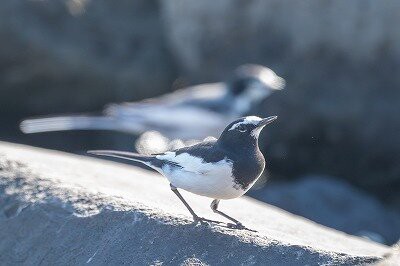2025年12月10日の野鳥公園 : 東京港野鳥公園 レンジャーブログ
