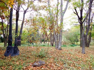 雑木林の萌芽更新の現状レポート : 東京港野鳥公園 レンジャーブログ