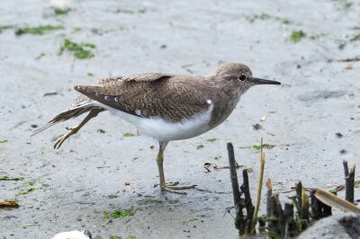 2026年4月18日の野鳥公園 : 東京港野鳥公園 レンジャーブログ