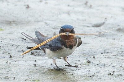 2025年5月24日の野鳥公園 : 東京港野鳥公園 レンジャーブログ