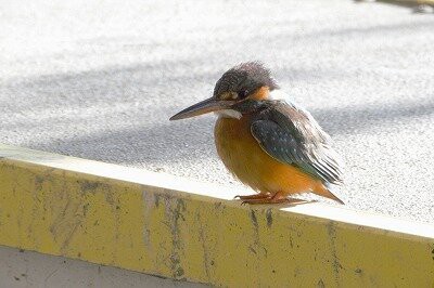 2024年1月13日の野鳥公園 : 東京港野鳥公園 レンジャーブログ